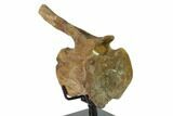 Fossil Hadrosaur (Brachylophosaur) Vertebra - Montana #135462-4